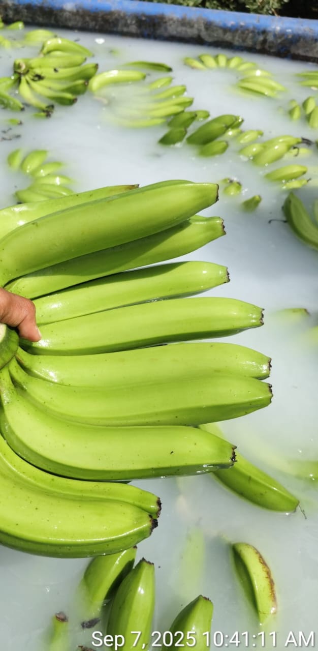 Fresh Banana - Farm Fresh