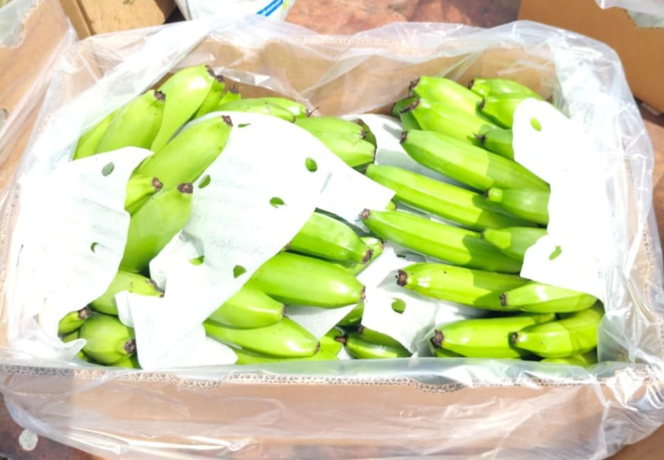 Banana - Quality Inspection