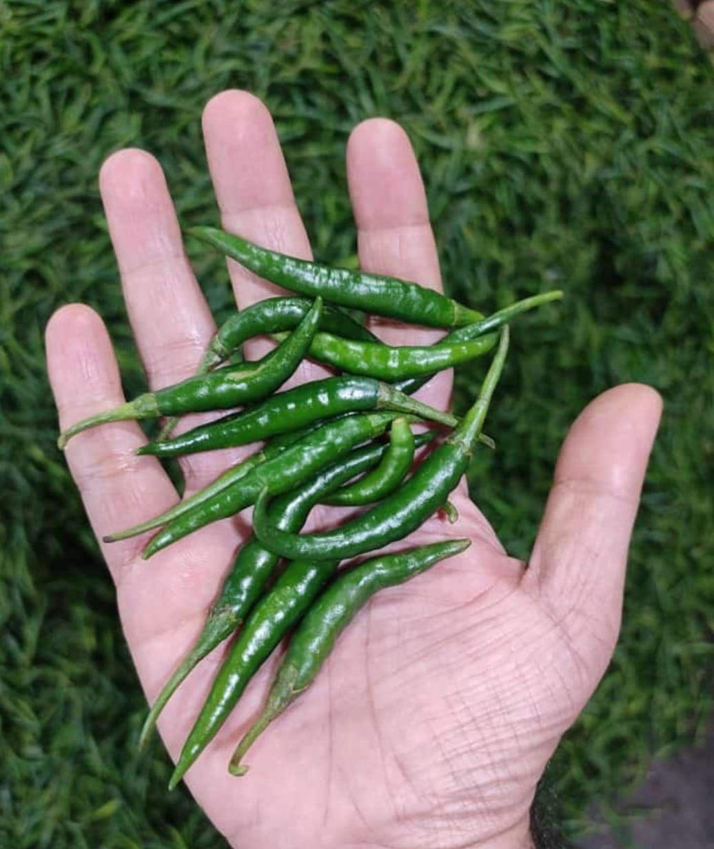 Chilli - Quality Inspection