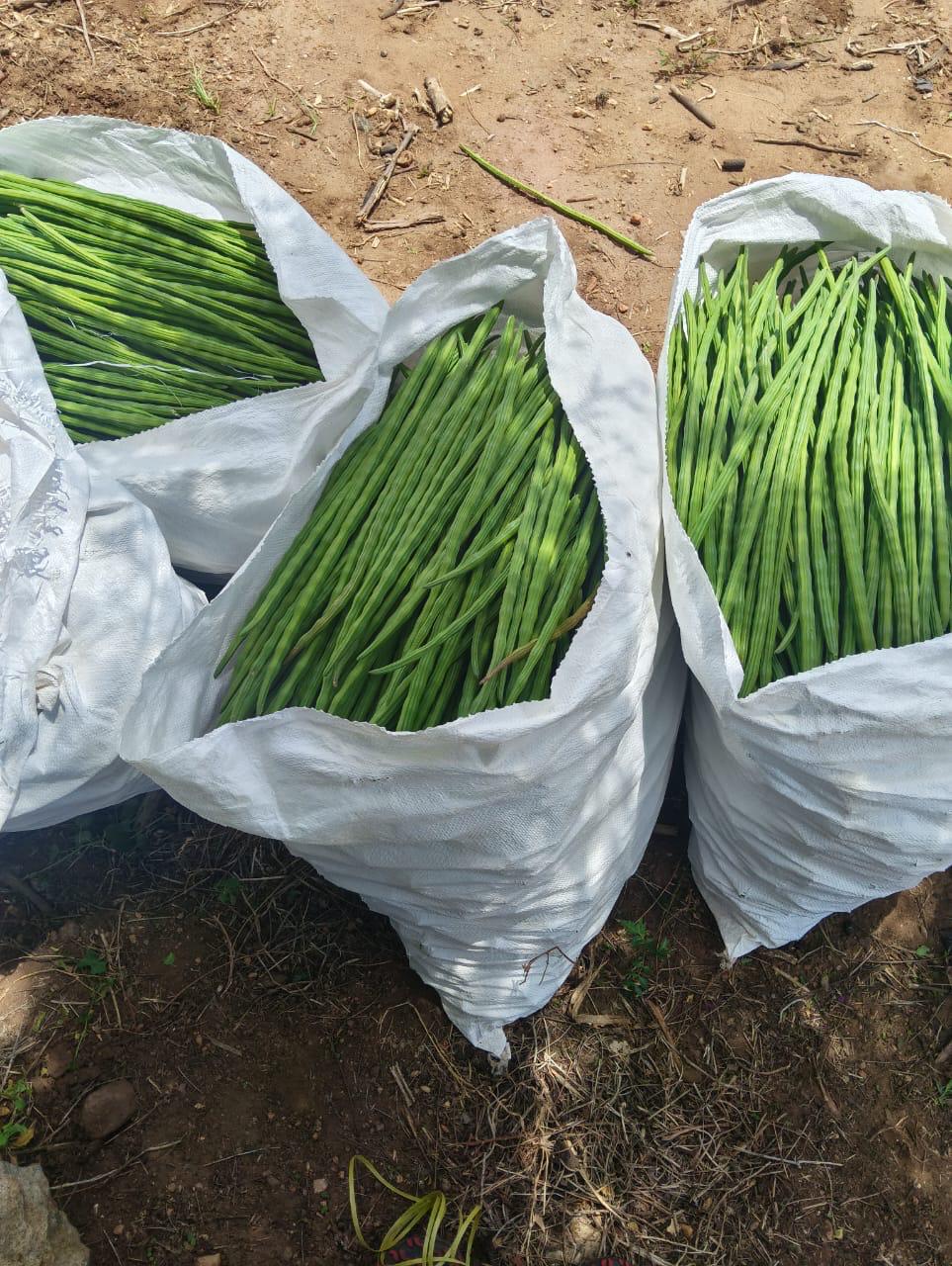 Drumstick - Quality Inspection