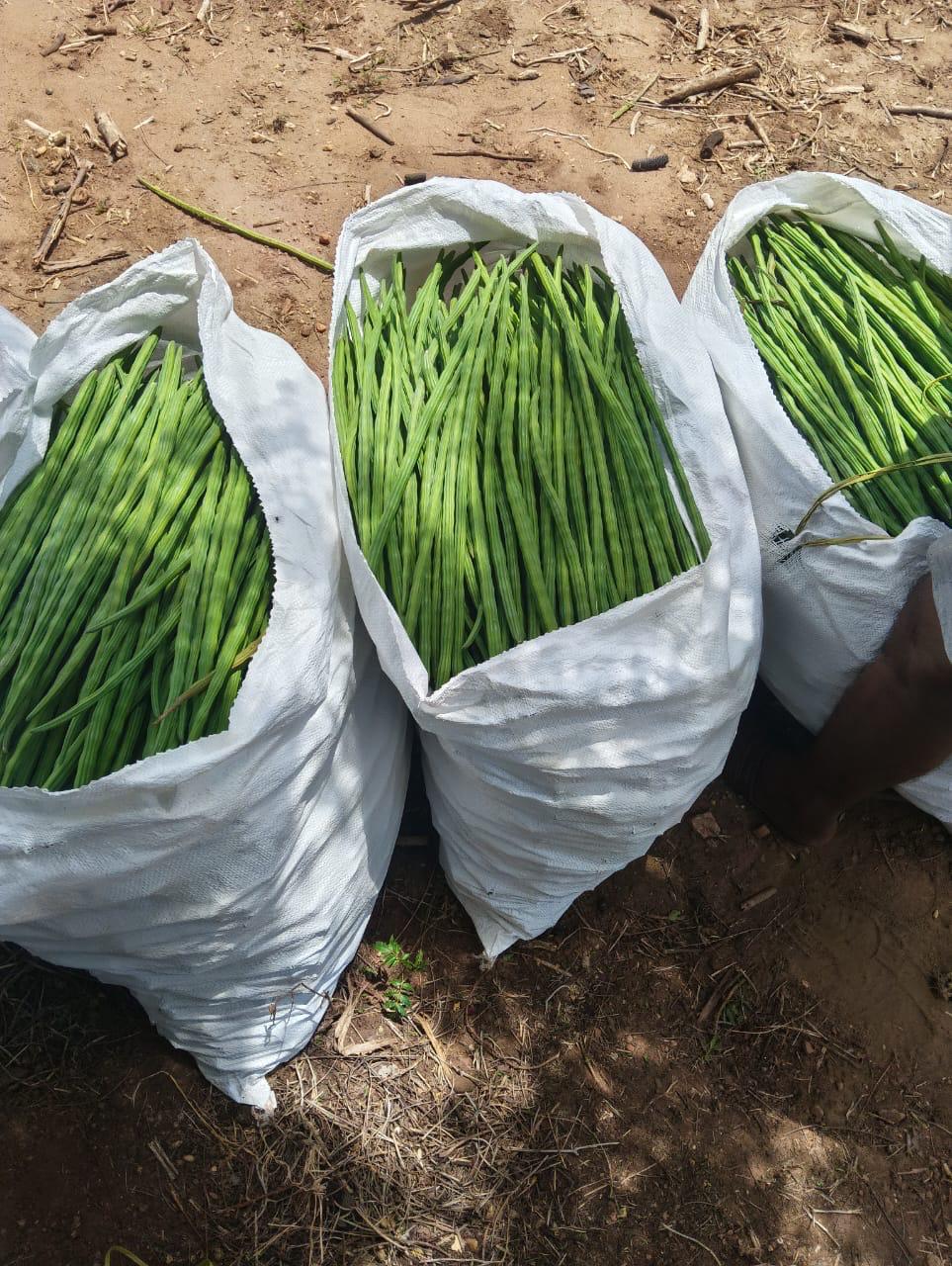 Drumstick - Packaging