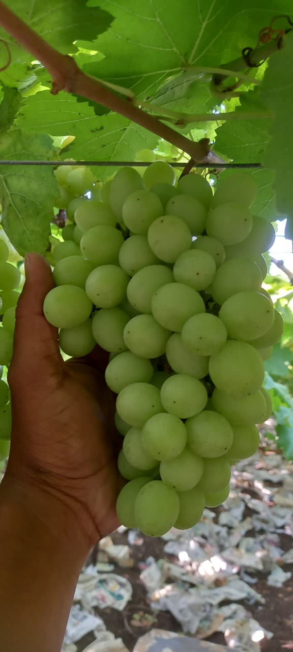 Fresh Grapes - Farm Fresh