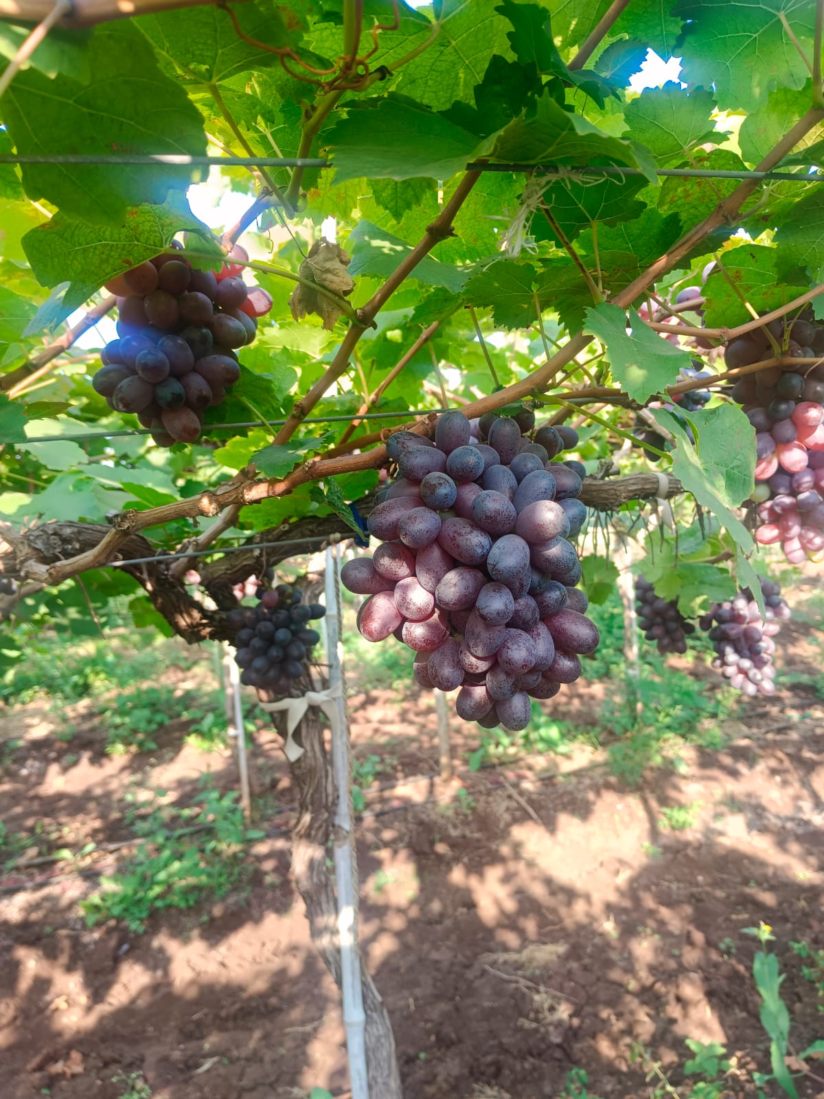 Grapes - Ready for Export