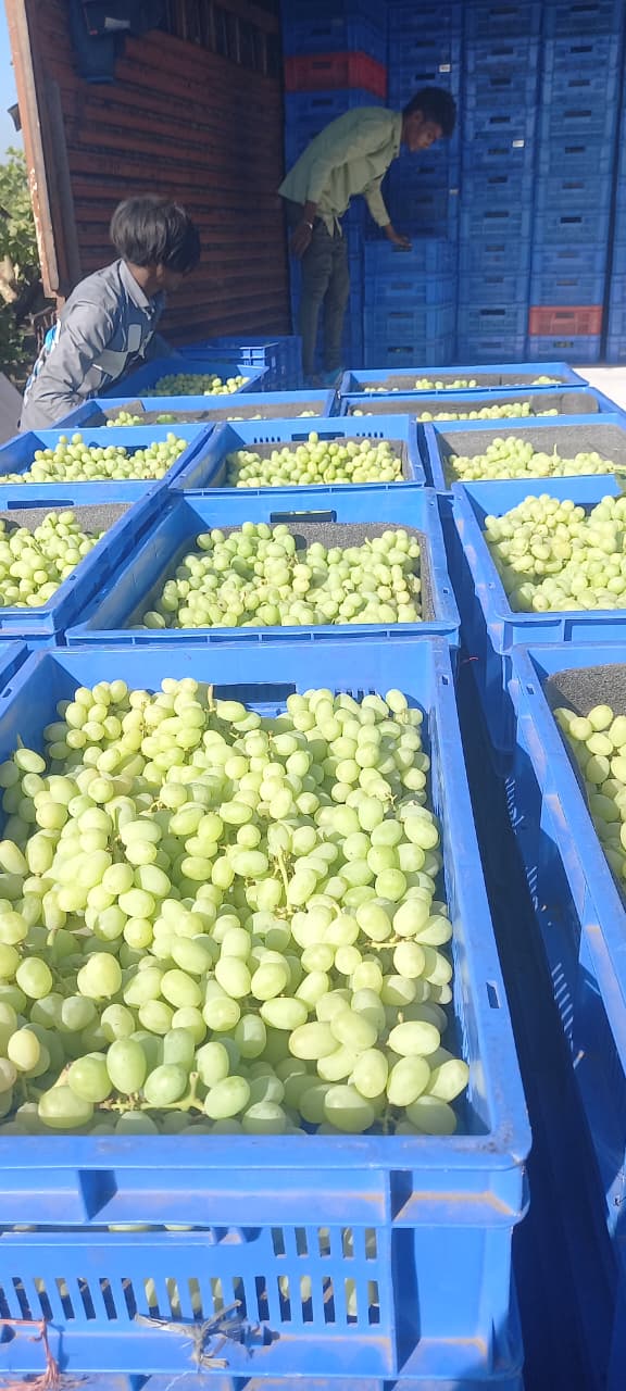 Grapes - Ready for Export