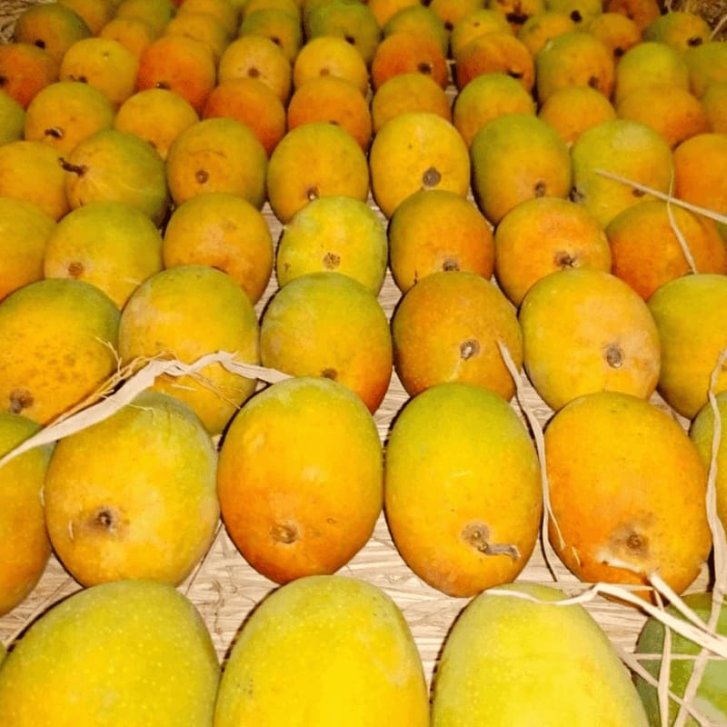Fresh Mango - Farm Fresh