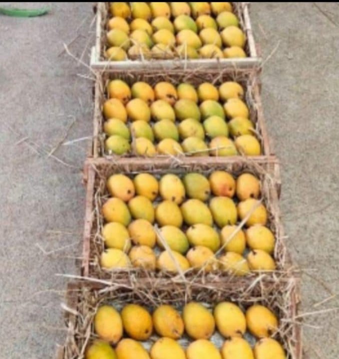 Mango - Ready for Export